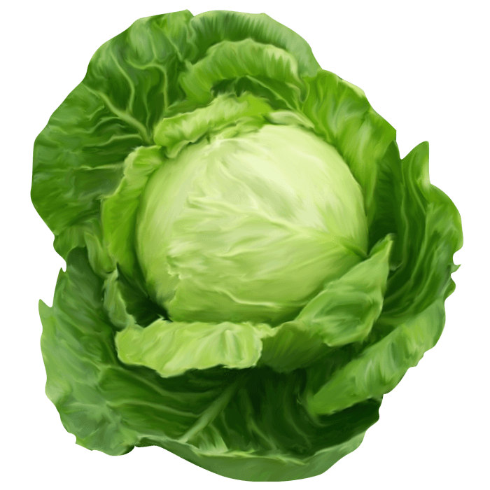 Cabbage