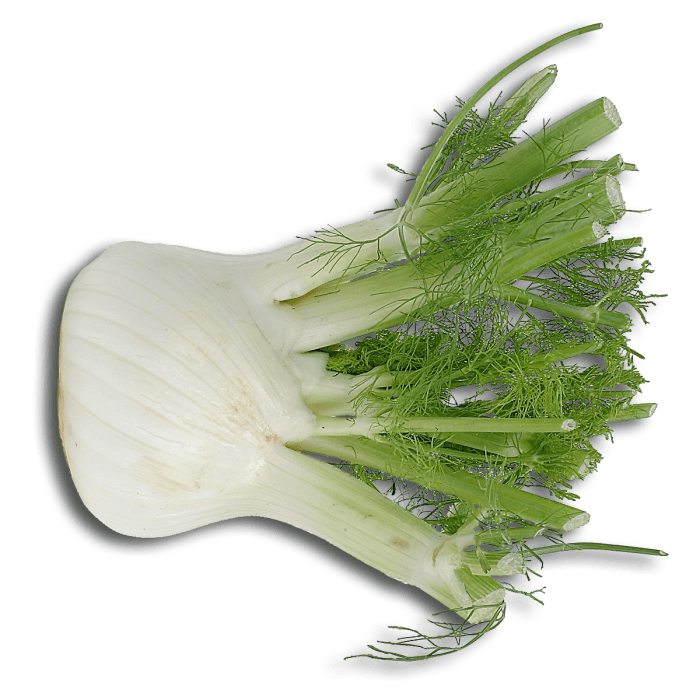 Fennel Bulb