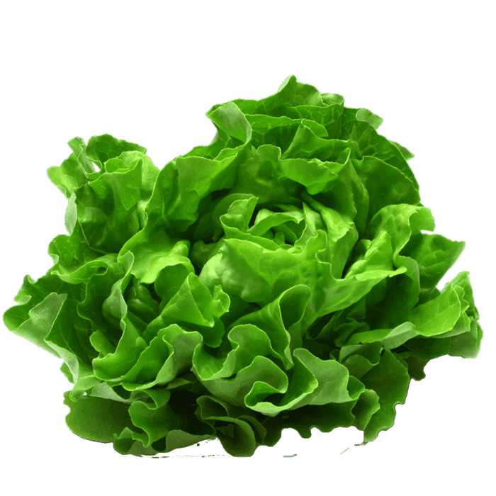 Lettuce