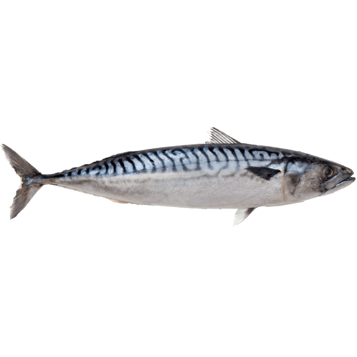 Mackerel