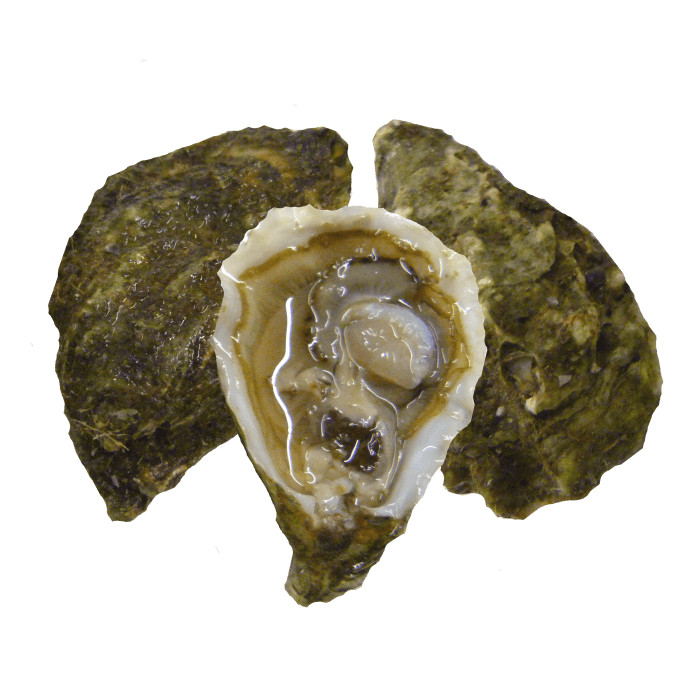 Oysters