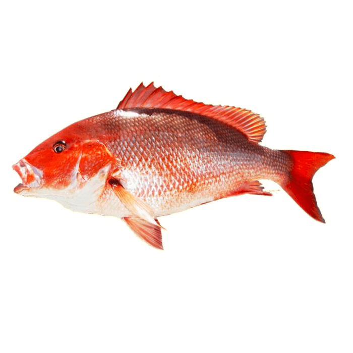 Red Snapper