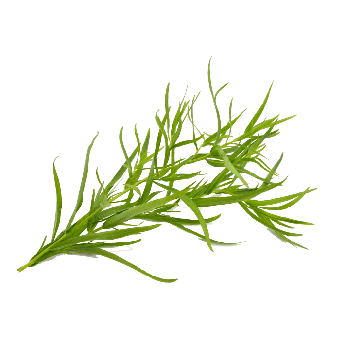 Tarragon Leaves