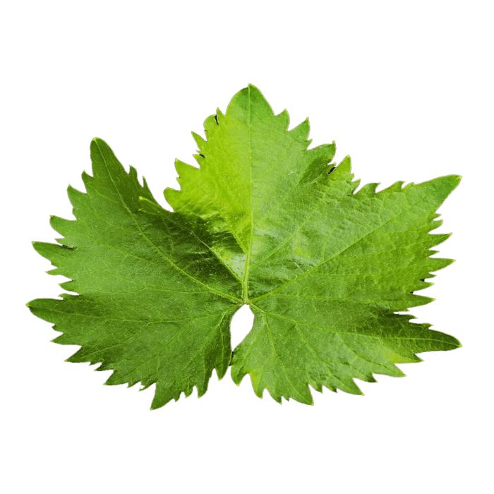 Vine Leaves